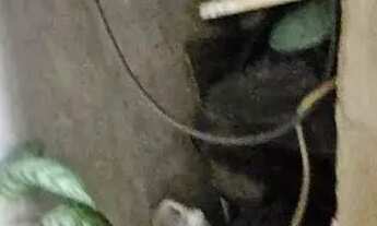 Imagem 3: SOBRADO - JARDIM NOSSA SENHORA DE FÁTIMA - SP