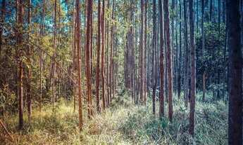 Imagem 4: Chacara em alexânia