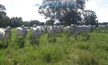 Imagem 4: Sítio de Porteira Fechada com Gado trator na beira do Rio Cuiaba
