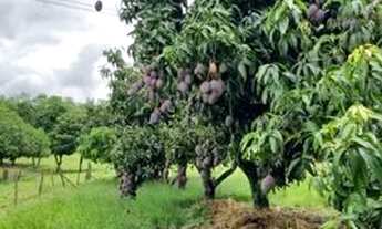 Imagem 7: área - Área 1 - Artur Nogueira