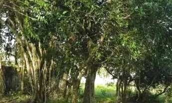 Imagem 3: Terreno para Venda em Florianópolis, Jurerê Internacional