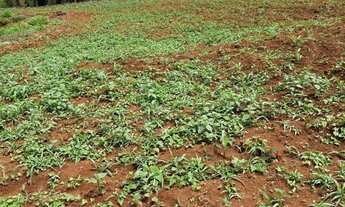Imagem 3: 7 km de bonfinópolis, terra boa para plantio, já com milho plantado e mandioca