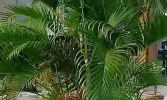 Imagem 3: Casa à venda, 98 m² por R$ 500.000,00 - Inoã - Maricá/RJ