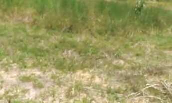 Imagem 3: Fazenda/Sítio/Chácara para venda com 7000 metros quadrados com 1 quarto