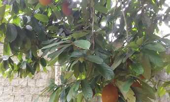 Imagem 2: Excelente terreno com casa no Iranduba