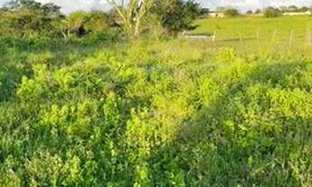 Imagem 2: Lote para construção 6x22 metros