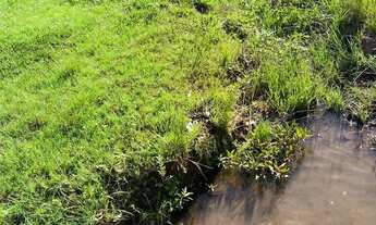 Imagem 6: Fazenda produtiva 116 halqueires Região do Faina Go