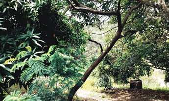 Imagem 5: Chácara para venda oportunidade ponte Alta Norte - Brasília - DF