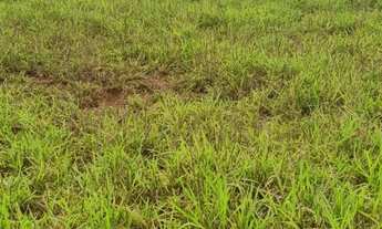 Imagem 7: Fazenda à venda em Monte Alegre de Minas
