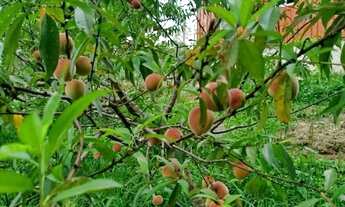 Imagem 7: Chácaras , Chácara 720 m2