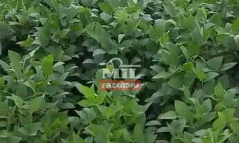 Imagem 5: Fazenda 362 alqueires (1.750 hectares) Doverlândia - Go