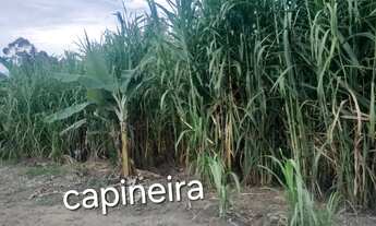 Imagem 4: Excelente Sítio com mais de 450 pés de laranja à uma Hora do Rio de Janeiro