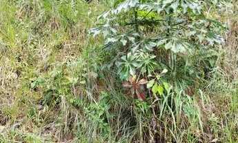 Imagem 7: Lote em Condomínio à venda, Canto da Mata - Nova Lima/MG