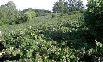 Imagem 4: TERRAS PRODUTIVAS EM CORONEL PILAR- RS