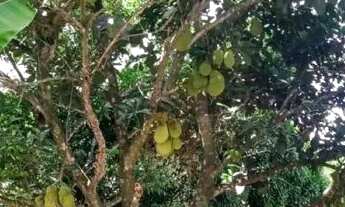 Imagem 5: Vendo Sítio em Alecrim ( Distrito de cachoeira Ba