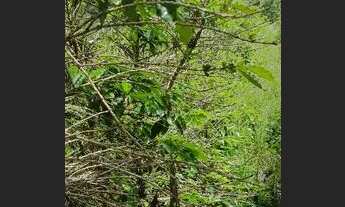 Imagem 3: Lindo terreno em Ibicoara (chapada Diamantina
