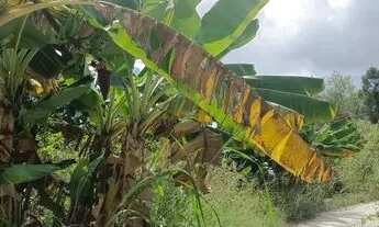 Imagem 6: Lindo terreno em Ibicoara (chapada Diamantina