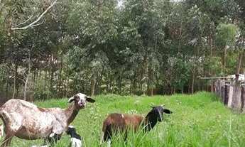 Imagem 6: Vendo Ótima Chácara