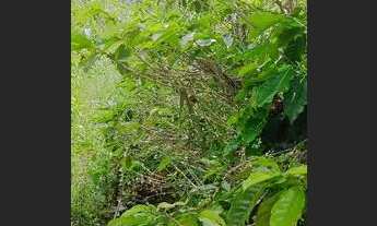 Imagem 2: Lindo terreno em Ibicoara (chapada Diamantina