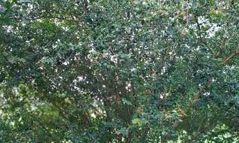 Imagem 7: Belíssimo sítio de 19.9t, com uma boa casa de 4/4 e piscina