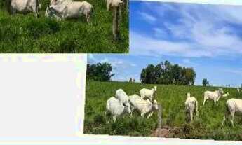 Imagem 2: Fazenda 8.446.28 hec a 84km de Cuiabá MT. 250 milhões