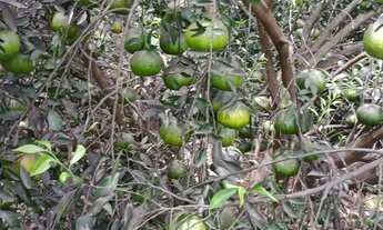 Imagem 2: Sitio com 8 hectares na região da cidade de Nossa Senhora do Livramento MT