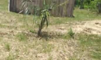 Imagem 4: Fazenda/Sítio/Chácara para venda com 7000 metros quadrados com 1 quarto