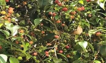 Imagem 2: Excelente casa á venda na Zona Oeste - Vila Ipojuca/Vila Romana