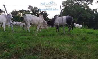 Imagem 7: Sítio de Porteira Fechada com Gado trator na beira do Rio Cuiaba