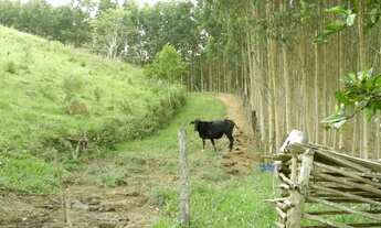 Imagem 4: Vendo terreno 30.000 mt2- R$50.000,00