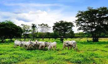 Imagem 7: Fazendinhas 20.000m2 Região com Muita Água e Terra de Cultura