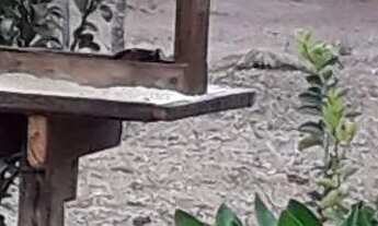 Imagem 3: Vendo pequena chácara no Corumbá 3