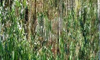 Imagem 2: Terreno à venda em Remédios - SP