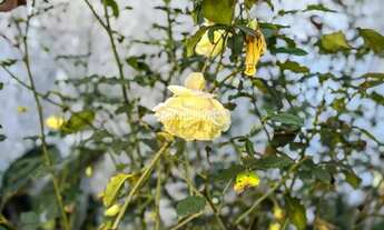 Imagem 6: Casa térrea no Alto de Pinheiros 257 m2 - 3 quartos - 2 suítes a venda