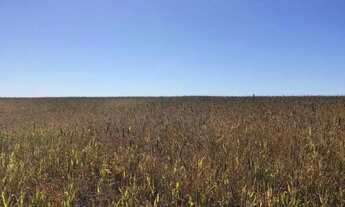Imagem 2: Fazenda à Venda 49 Alqueires entre Piranhas e Bom Jardim GO