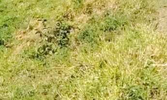 Imagem 3: Terreno a venda Cabangu..