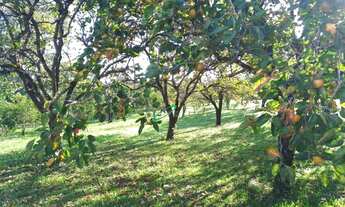 Imagem 7: Sítio com 6 dormitórios à venda, 22400 m² por R$ 1.600.000,00 - Jardim Costão - Santa Bran