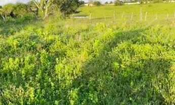 Imagem 3: Lote para construção 6x22 metros