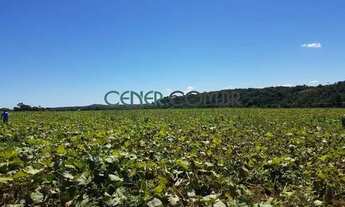 Imagem: 2072 Maravilhosa E Produtiva Fazenda De