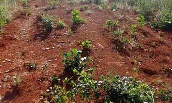 Imagem 3: Fazenda em Almas-TO. 50 mil por alqueire