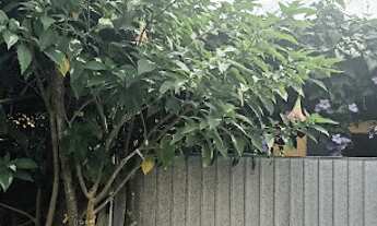 Imagem 2: Casa 3 dormitórios com edícula