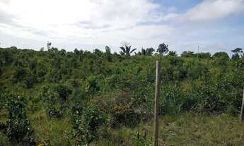 Imagem 3: Vendo excelente sítio em jaguaripe