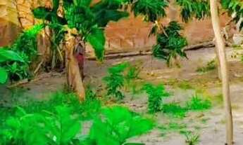 Imagem: Mini sítio com 700 mtrs quadrados