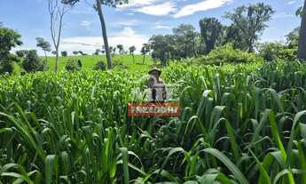 Imagem 7: Fazenda 76 alqueires (370 hectares) São Francisco - MG