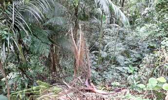 Imagem 4: Ubatuba, Praia do Félix, Terreno de 1.000m2, com licenciamento finalizando e com projeto p