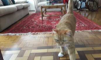 Imagem 2: Casa no Ipiranga,com três quartos,uma vaga de garagem