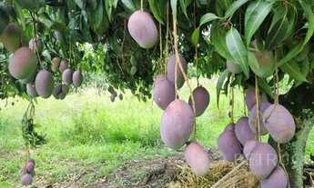 Imagem 6: área - Área 1 - Artur Nogueira