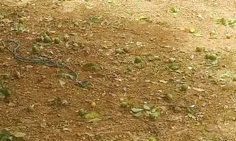 Imagem 6: Vendo agio Casa com 2 dormitórios