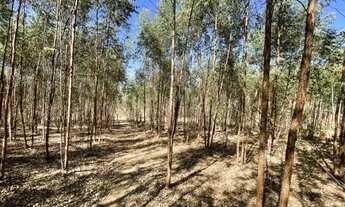 Imagem: Fazendinha de 11 Hectares com nascente de