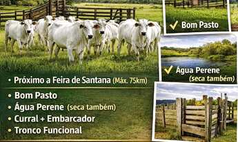 Imagem: BUSCO FAZENDA PARA ARRENDAMENTO OU ALUGUEL